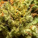 Palms - THCA Flower - Blue Cherry Gelato - Macro #6.webp