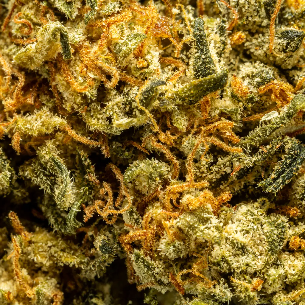 Stax - HHCA Super Flower - Blueberry OG - Macro #2.webp