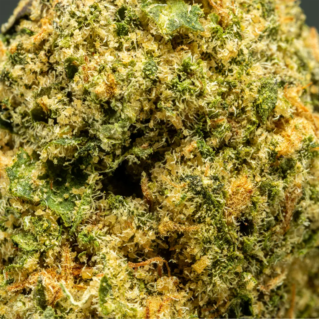 Stax - THCA Flower - Pineapple Dog Shit - Macro #2.webp