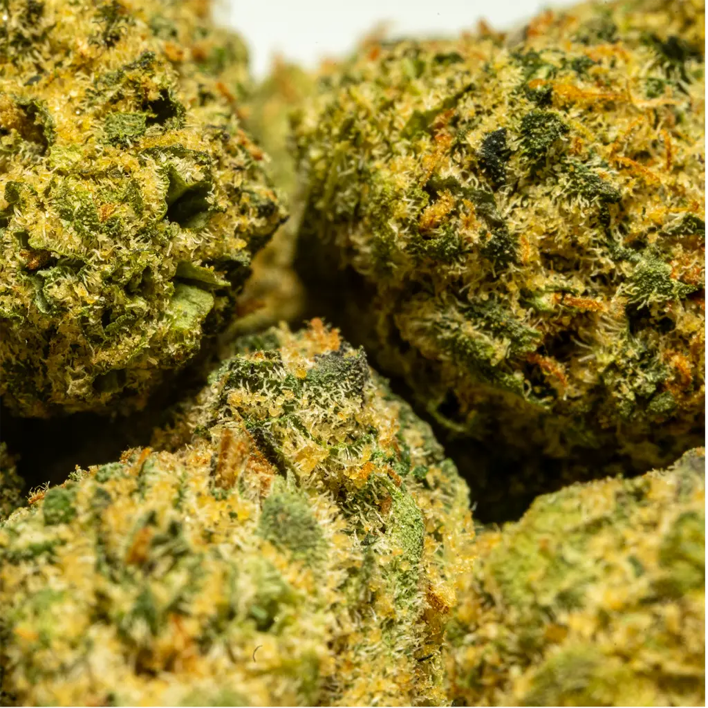 Stax - THCA Flower - 4.2g - Guavalicious - Small Group #5.webp