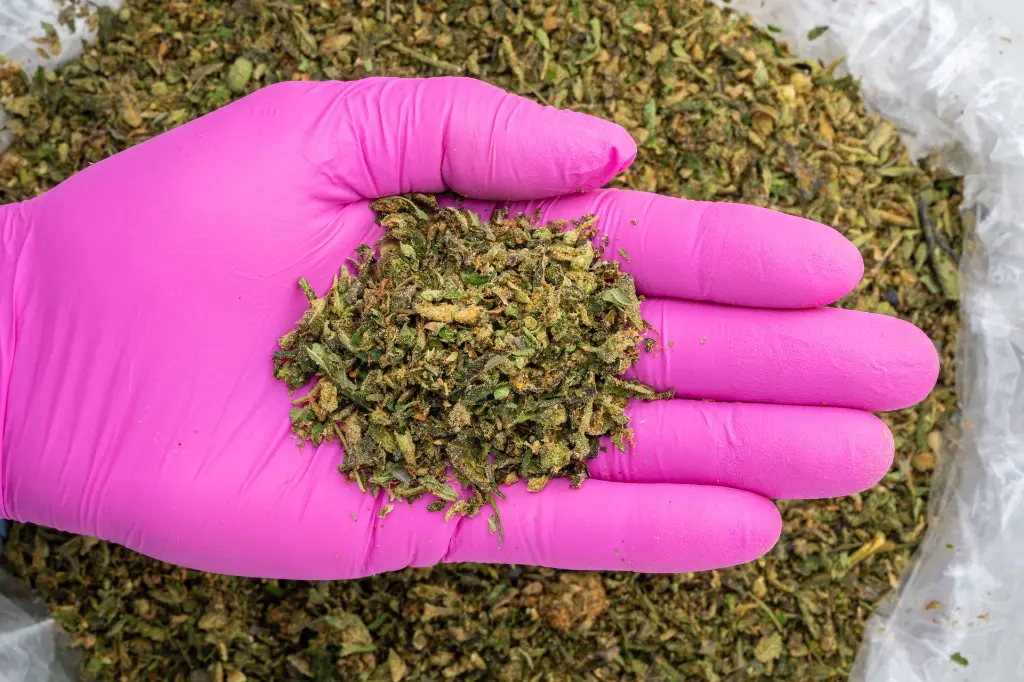 The Soap -PINK- 102925.webp